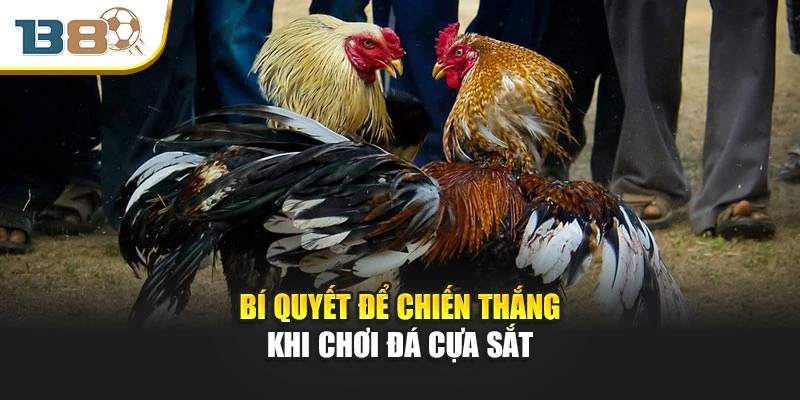 Đá Gà Cựa Sắt – Cuộc Đấu Đỉnh Cao Của Tốc Độ Và Chiến Thuật 3 Bí quyết để chiến thắng khi chơi đá cựa sắt