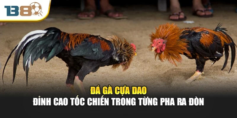 Đá Gà Cựa Dao – Đỉnh Cao Tốc Chiến Trong Từng Pha Ra Đòn