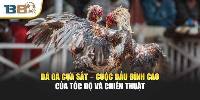 Đá Gà Cựa Sắt – Cuộc Đấu Đỉnh Cao Của Tốc Độ Và Chiến Thuật