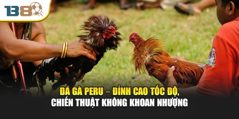 Đá Gà Peru – Đỉnh Cao Tốc Độ, Chiến Thuật Không Khoan Nhượng