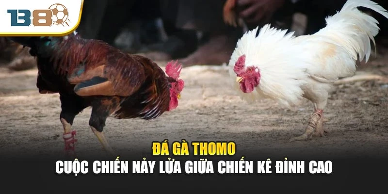 Đá Gà Thomo – Cuộc Chiến Nảy Lửa Giữa Chiến Kê Đỉnh Cao