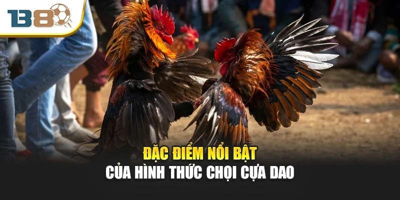 Đặc điểm nổi bật của hình thức chọi cựa dao