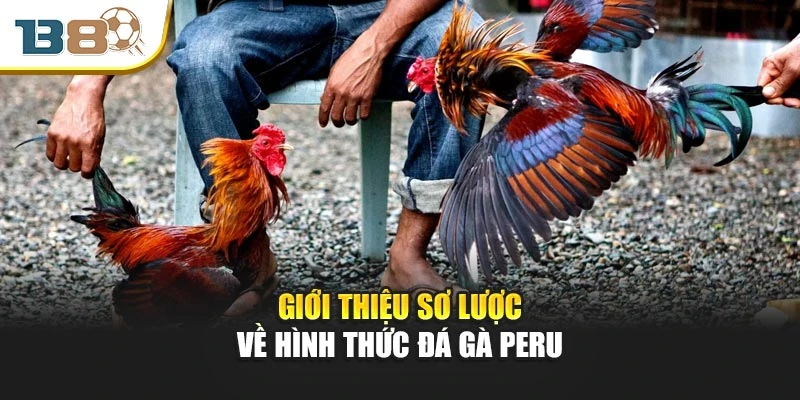 Giới thiệu sơ lược về hình thức đá gà Peru