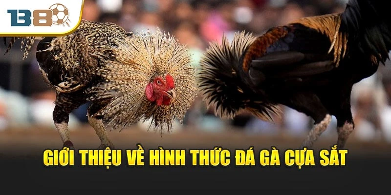 Đá Gà Cựa Sắt – Cuộc Đấu Đỉnh Cao Của Tốc Độ Và Chiến Thuật 1 Giới thiệu vài điều về hình thức đá gà cựa sắt
