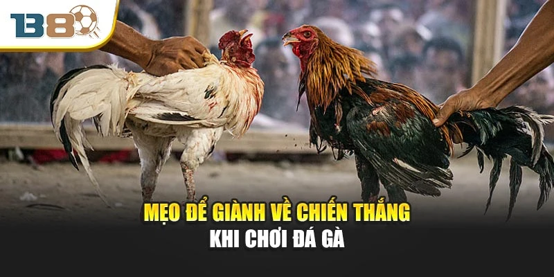Đá Gà Thomo – Cuộc Chiến Nảy Lửa Giữa Chiến Kê Đỉnh Cao 3 Mẹo để giành về chiến thắng khi chơi đá gà