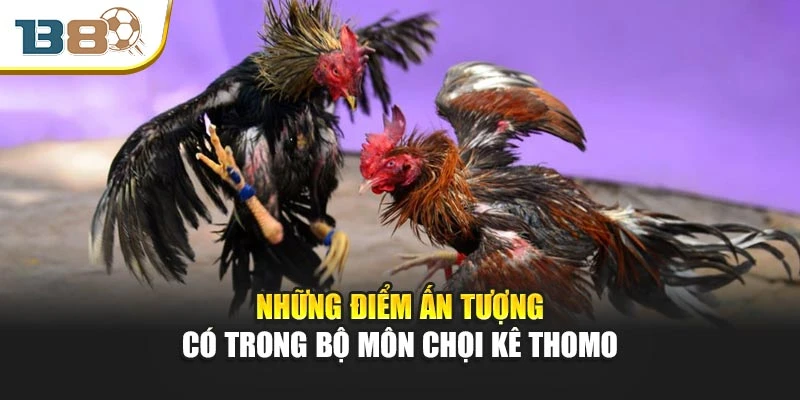 Đá Gà Thomo – Cuộc Chiến Nảy Lửa Giữa Chiến Kê Đỉnh Cao 2 Những điểm ấn tượng có trong bộ môn chọi kê Thomo
