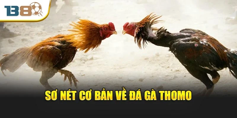 Đá Gà Thomo – Cuộc Chiến Nảy Lửa Giữa Chiến Kê Đỉnh Cao 1 Sơ nét cơ bản về đá gà Thomo