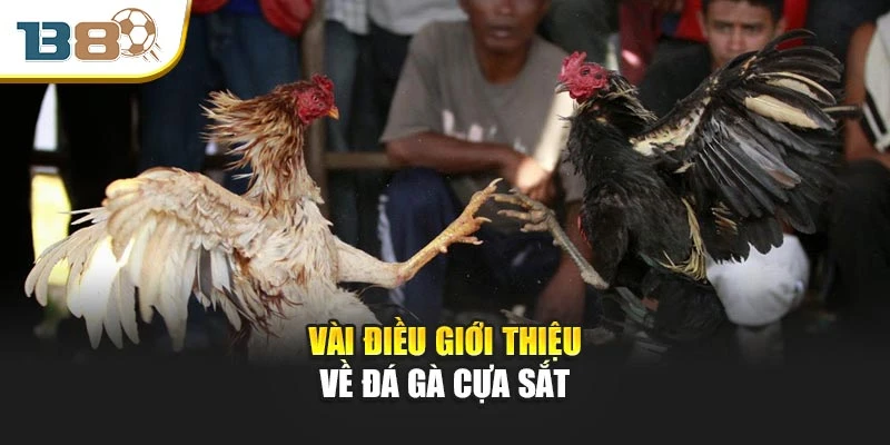 Vài điều giới thiệu về đá gà cựa sắt